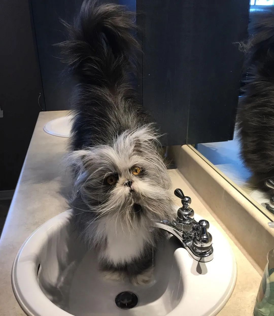 猫中鳌拜,为什么会有长得这么潦草的猫!