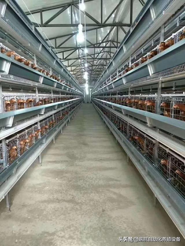 笼养蛋鸡疲劳你了解吗