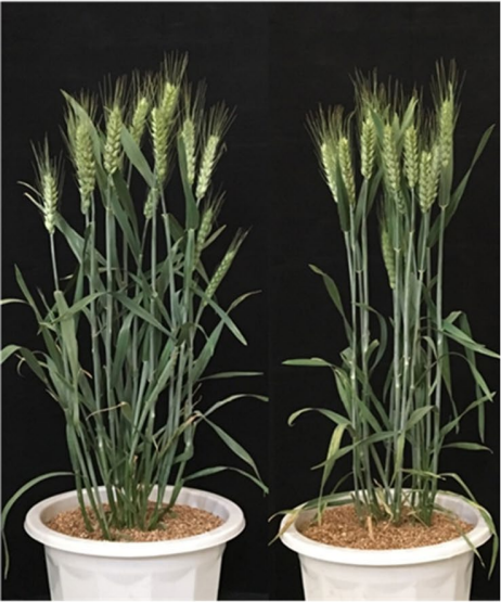 何中虎课题组在普通小麦分蘖角度qtl定位及其验证上取得进展