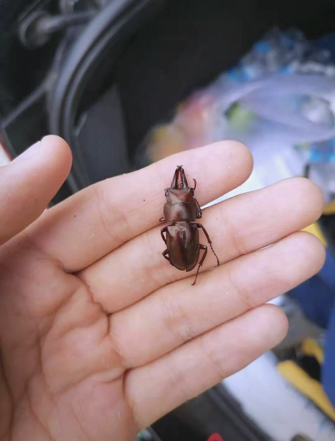 丹东甲虫种类及生态揭秘