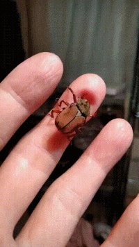 这是什么虫子啊?竟然想要给人肉里面钻,这也太吓人了吧!