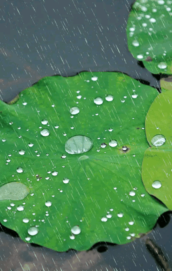 600_944竖版 竖屏gif 动态图 动图