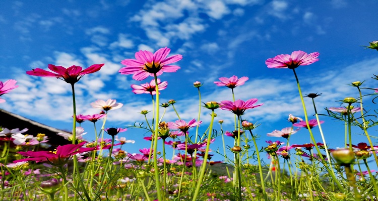 格桑花的花语和寓意(格桑花的花语和寓意支教)