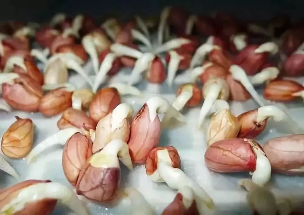 花生发芽能吃吗?如果出现这一点,千万要注意