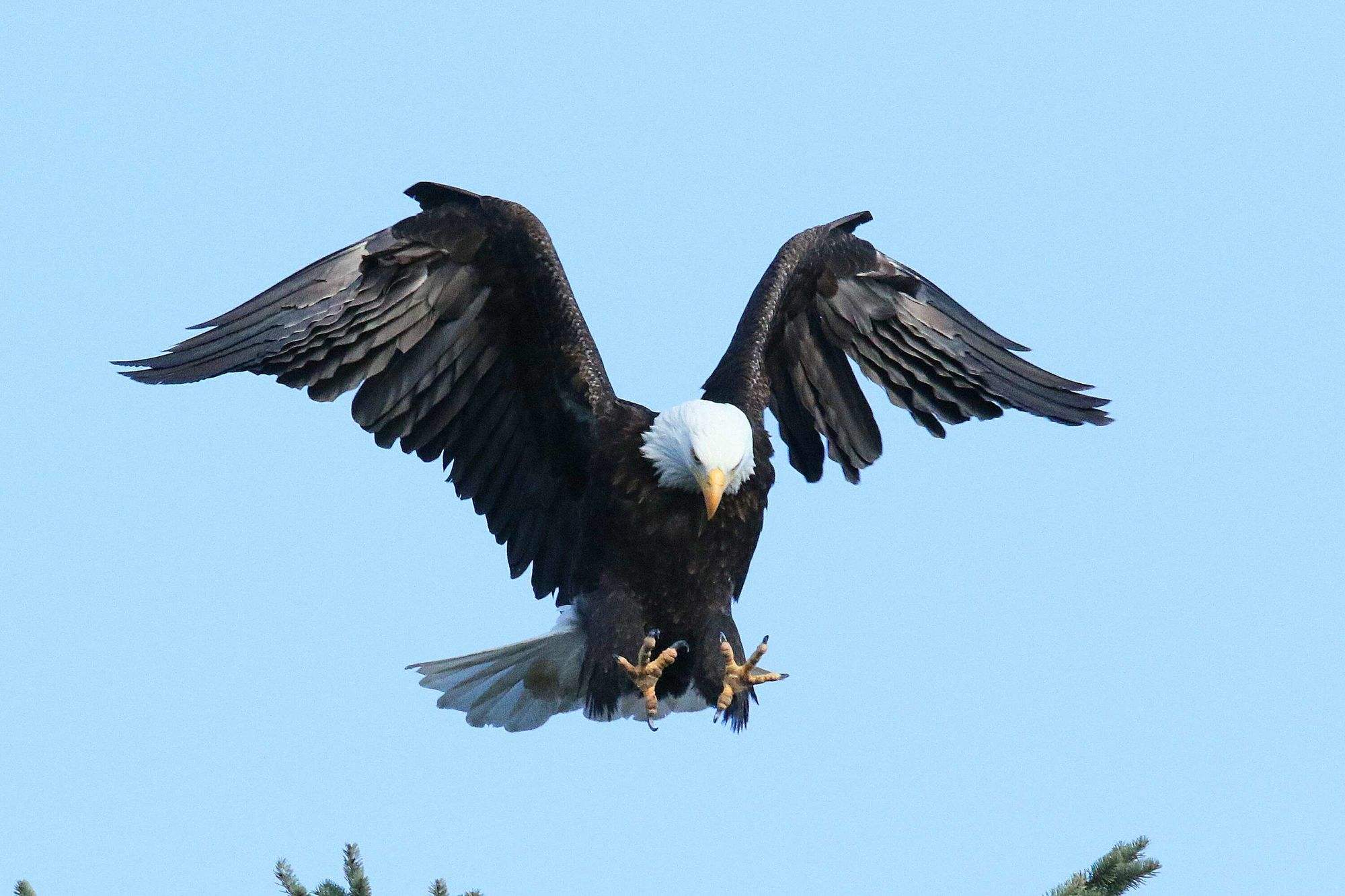 沙雕的美国国鸟,雕界的捕鱼达人,白头海雕到底有多呆萌?