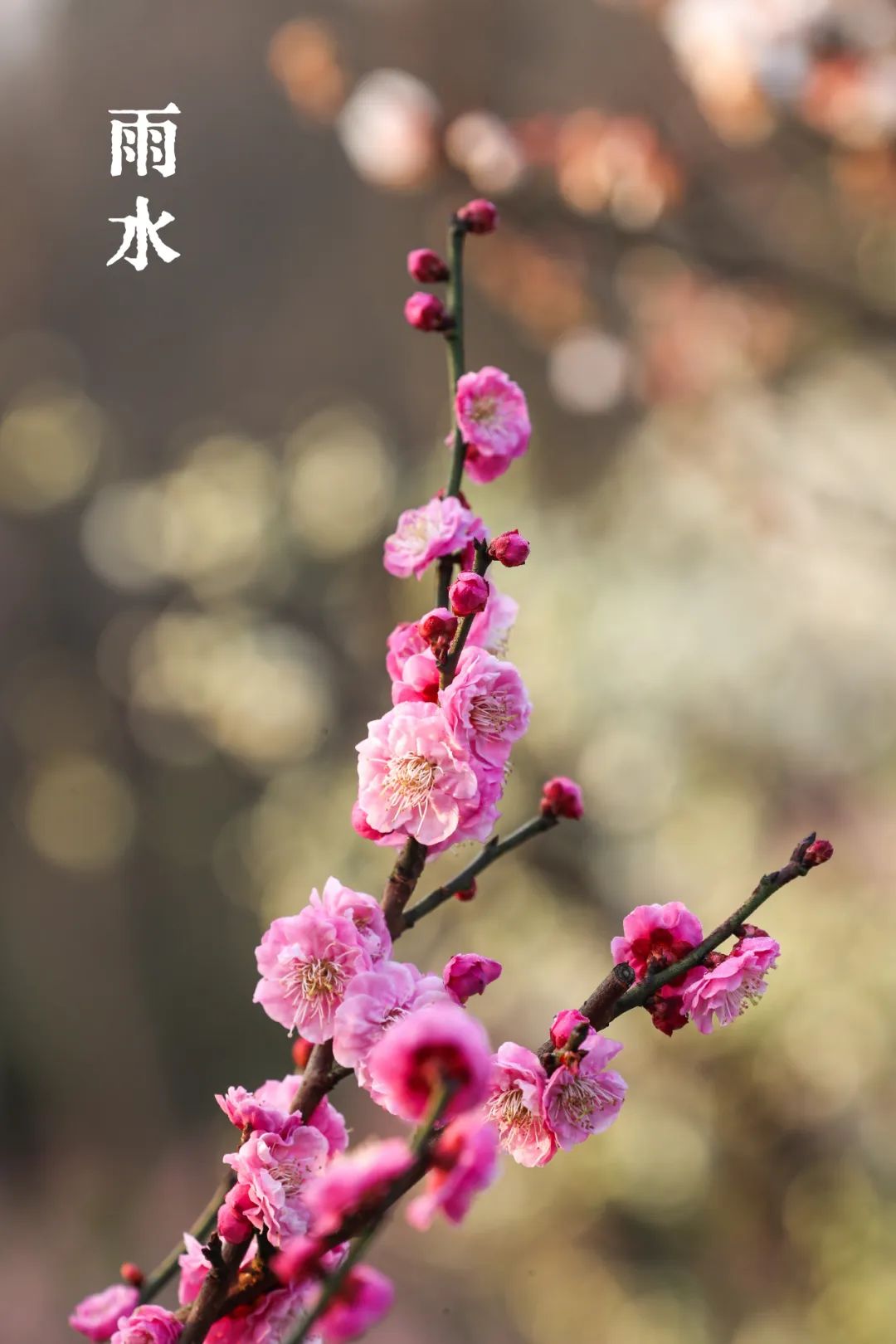 雨水节气代表花图片