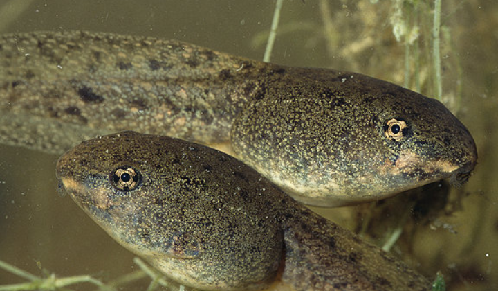 青蛙的幼体叫什么