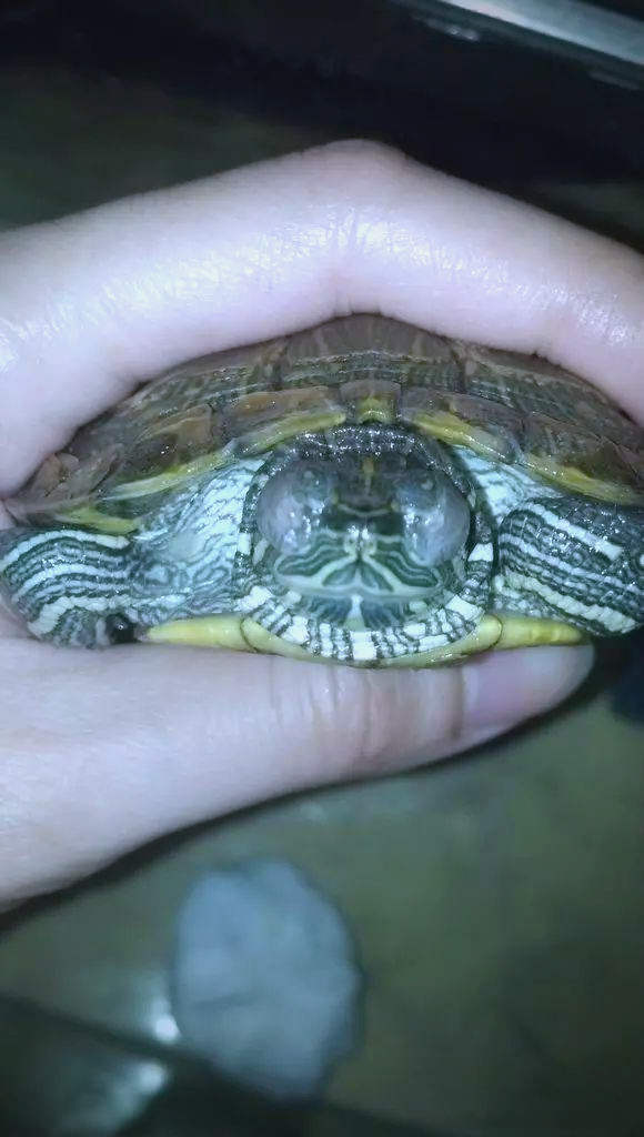 新手成功治愈巴西龟白眼病的经验分享