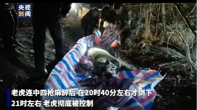 进村伤人东北虎围捕视频曝光;过半上海中小学生每天课外阅读不足半