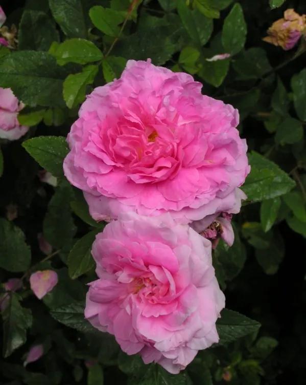 五月花(the mayflower)