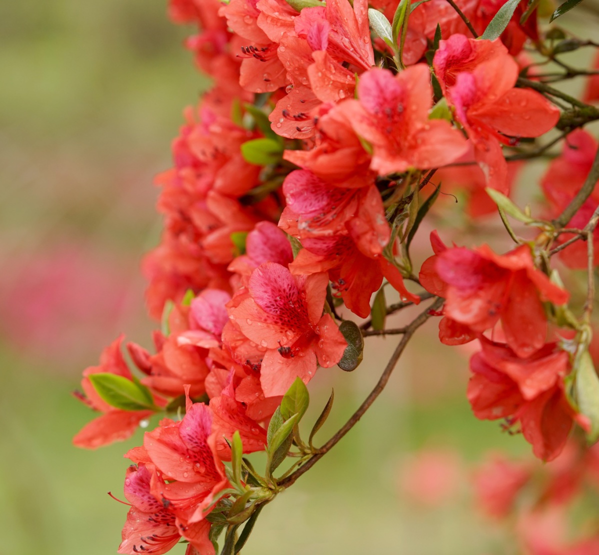 巍巍井冈泛新绿 红艳杜鹃竞芳菲——2023第十四届井冈山杜鹃花节