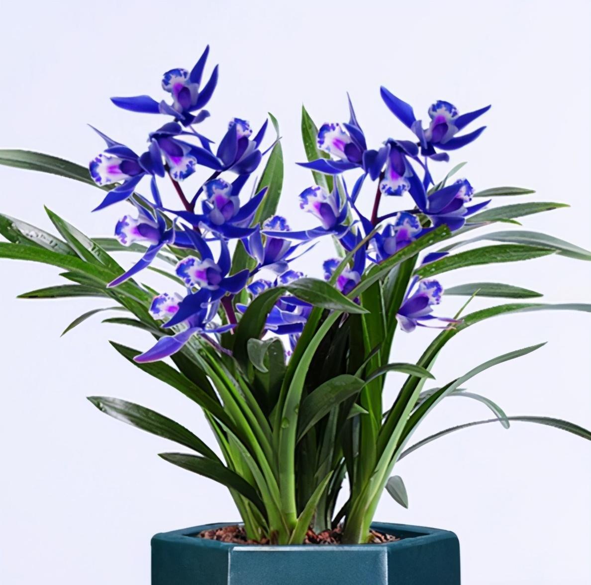 一种以"颜色"闻名的兰花,颜值太上头,一杆一束花,多季开花!