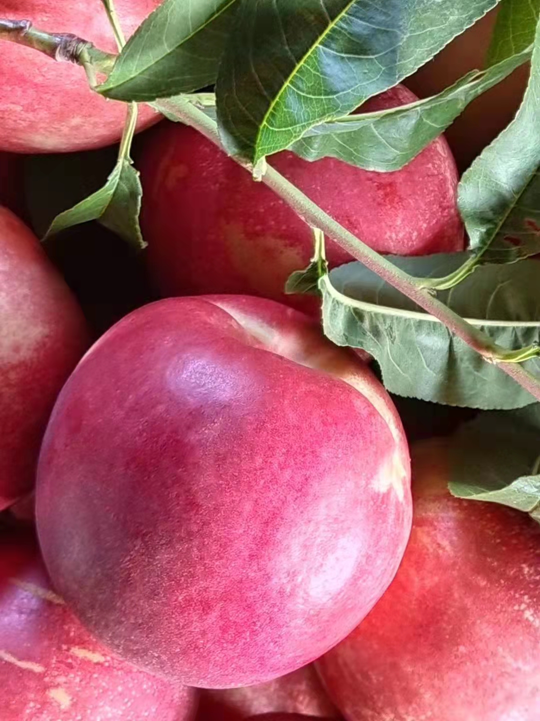 桃树大师三十年巅峰之作!蓬莱水晶红油桃,甜到心尖的味道!