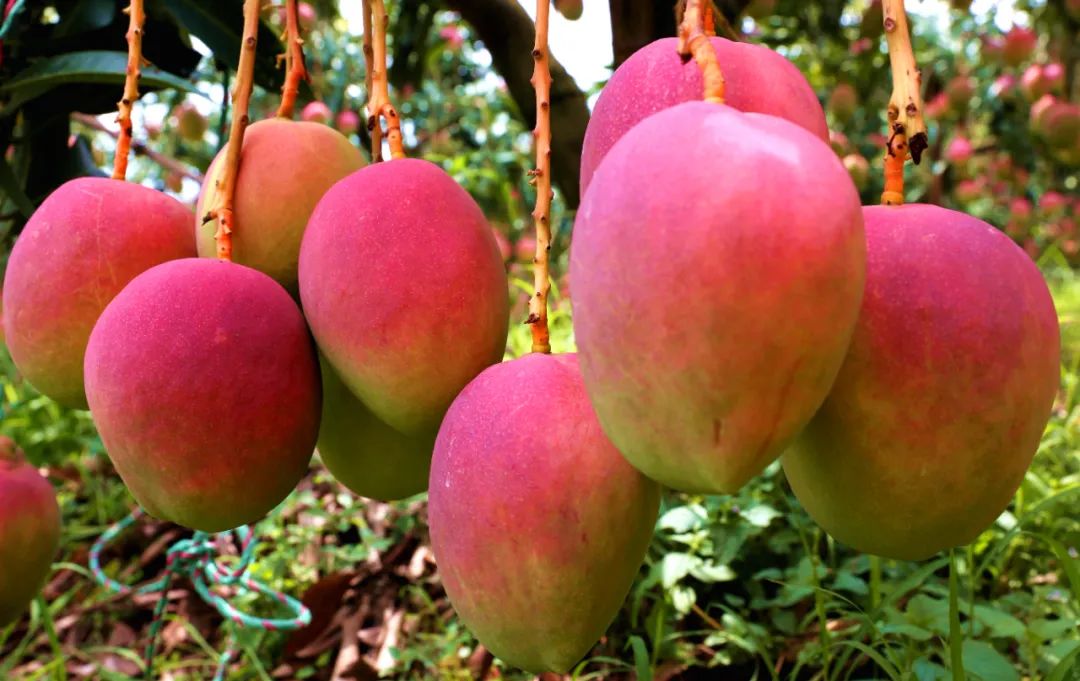 丽江华坪第十三届芒果文化节开幕 多渠道助推华坪芒果走向世界