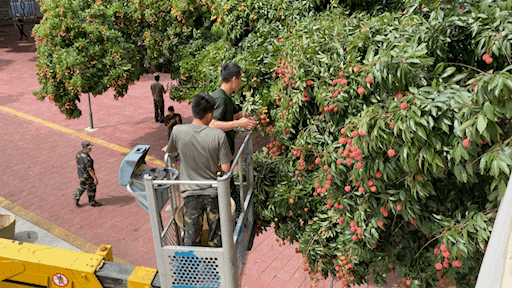 广西一校园荔枝丰收,全校师生免费吃!网友:现在报名还来得及吗?