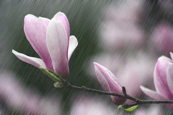 时间煮雨美束论坛的特点以及主题多样性介绍