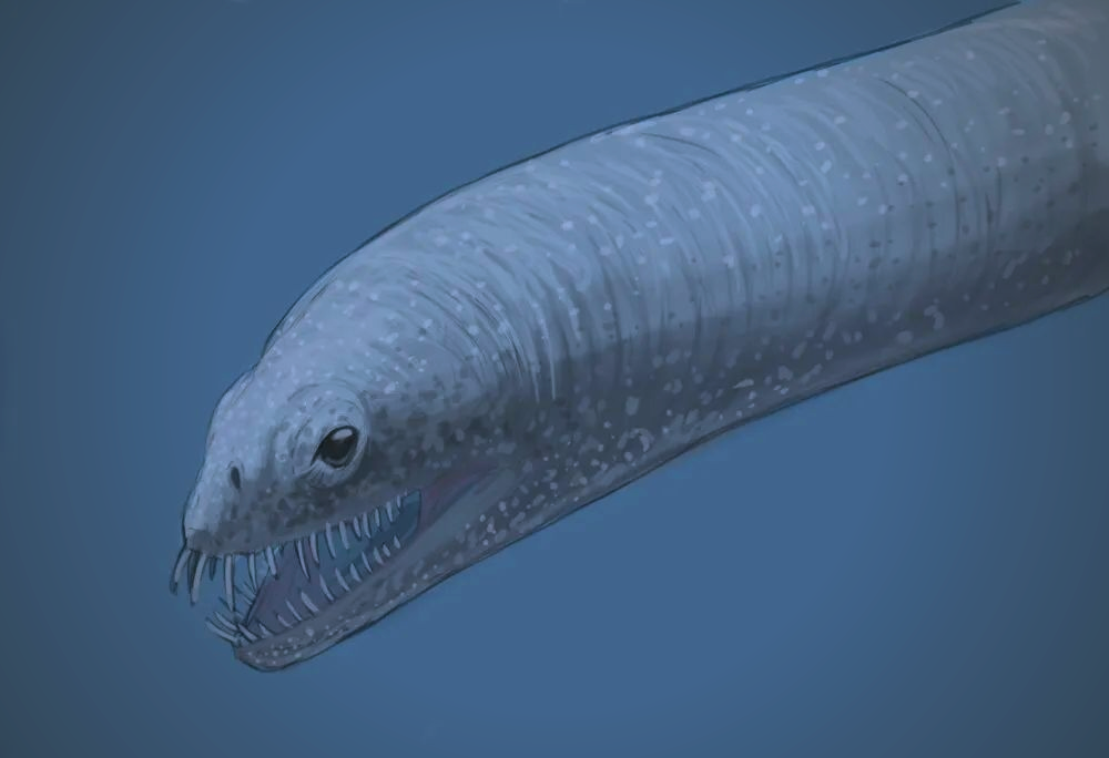 深海中的奇特蛇颈龙