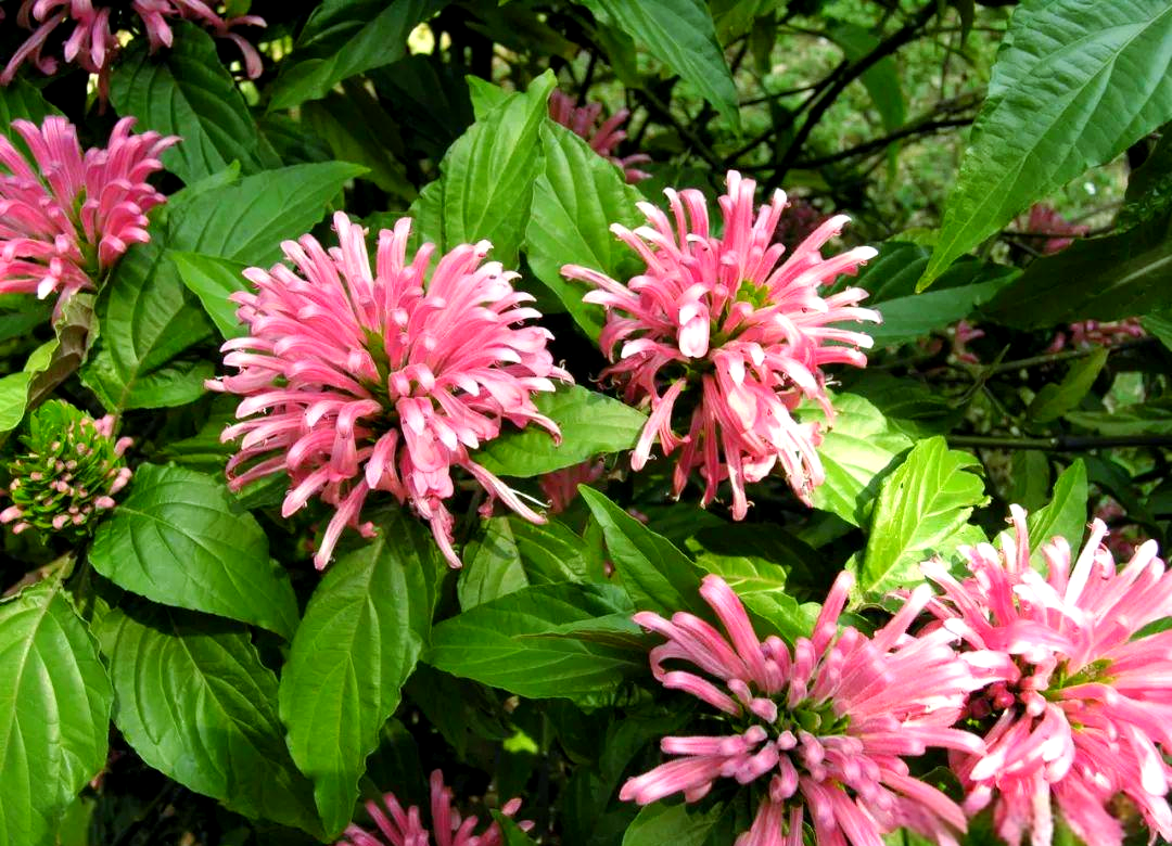 珊瑚花养护指南:从光照到繁殖的全面解读