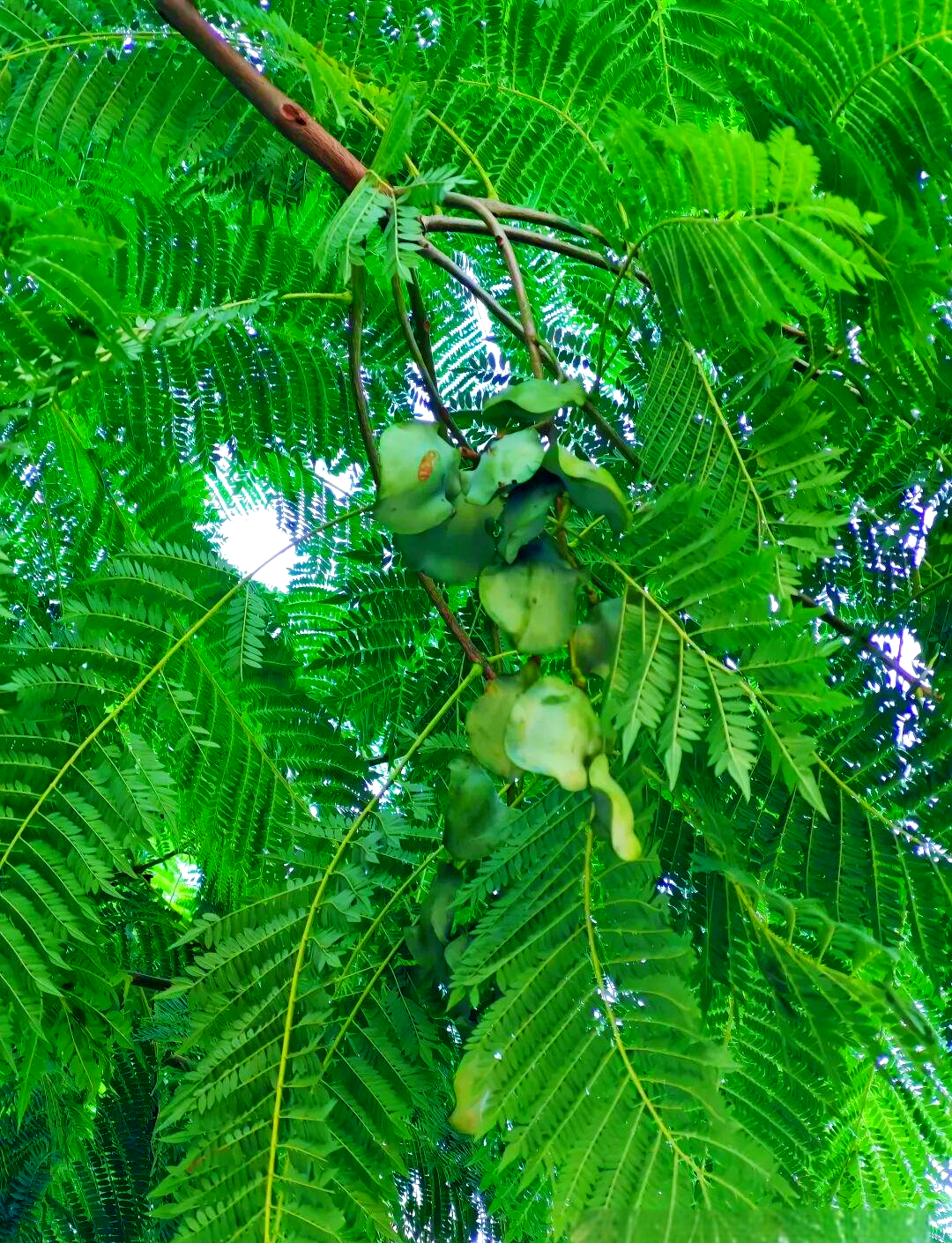探秘蓝花楹果实:意外发现与独特魅力