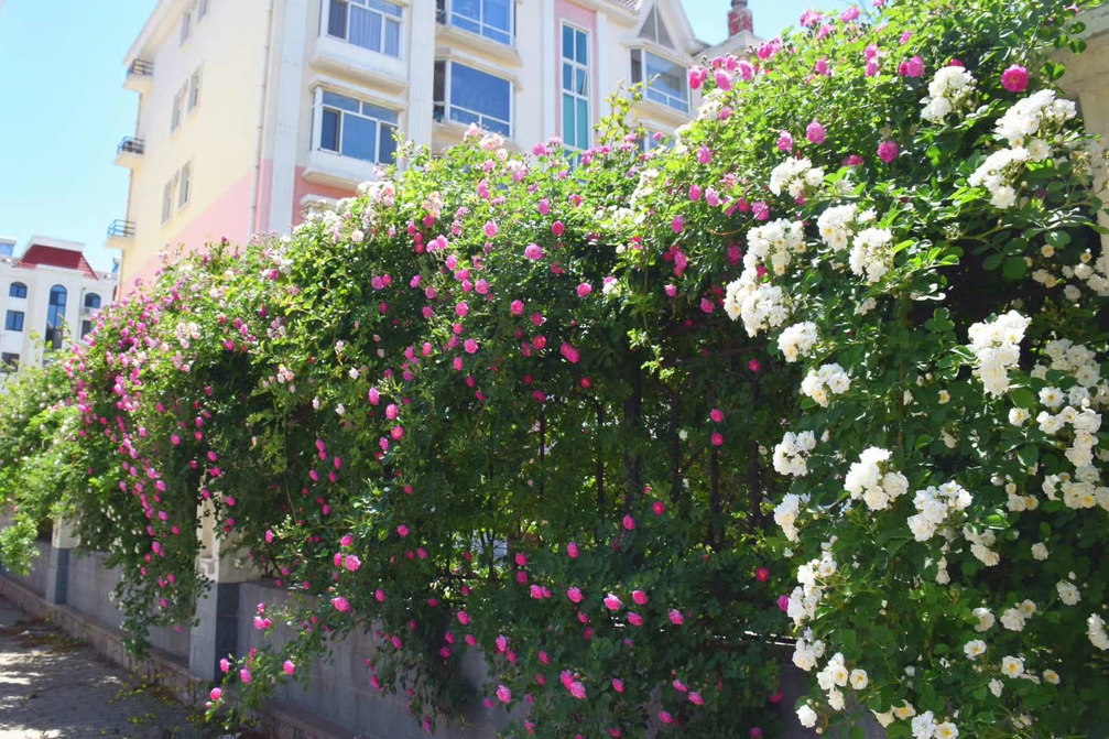 [gf]a9[/gf]田利民中海滩路老虎石公园段木栈道两侧鲜花盛放.