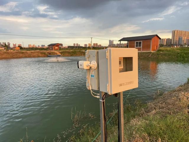 在中山,动动手机就能实现智能化养鱼,一年还能节省成本30万元!