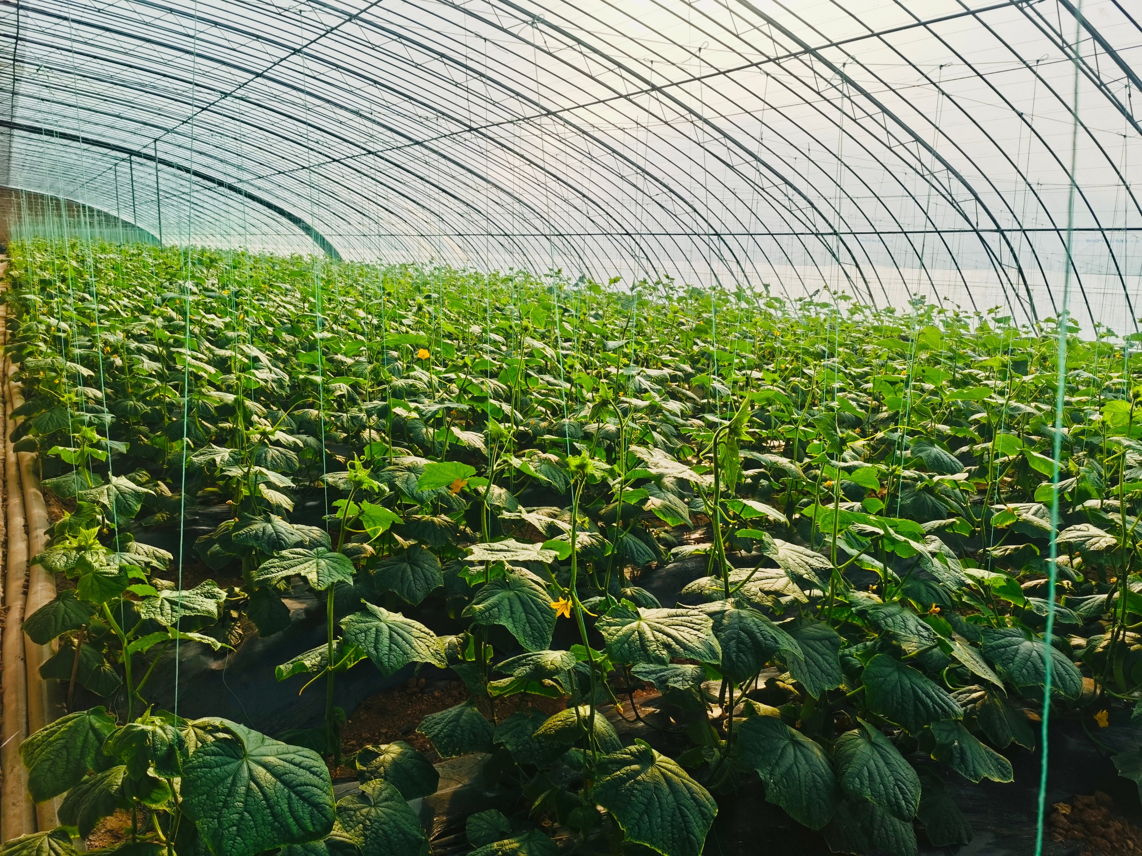 招远市玲珑镇磨山夼路家村无公害蔬菜争"鲜"上市