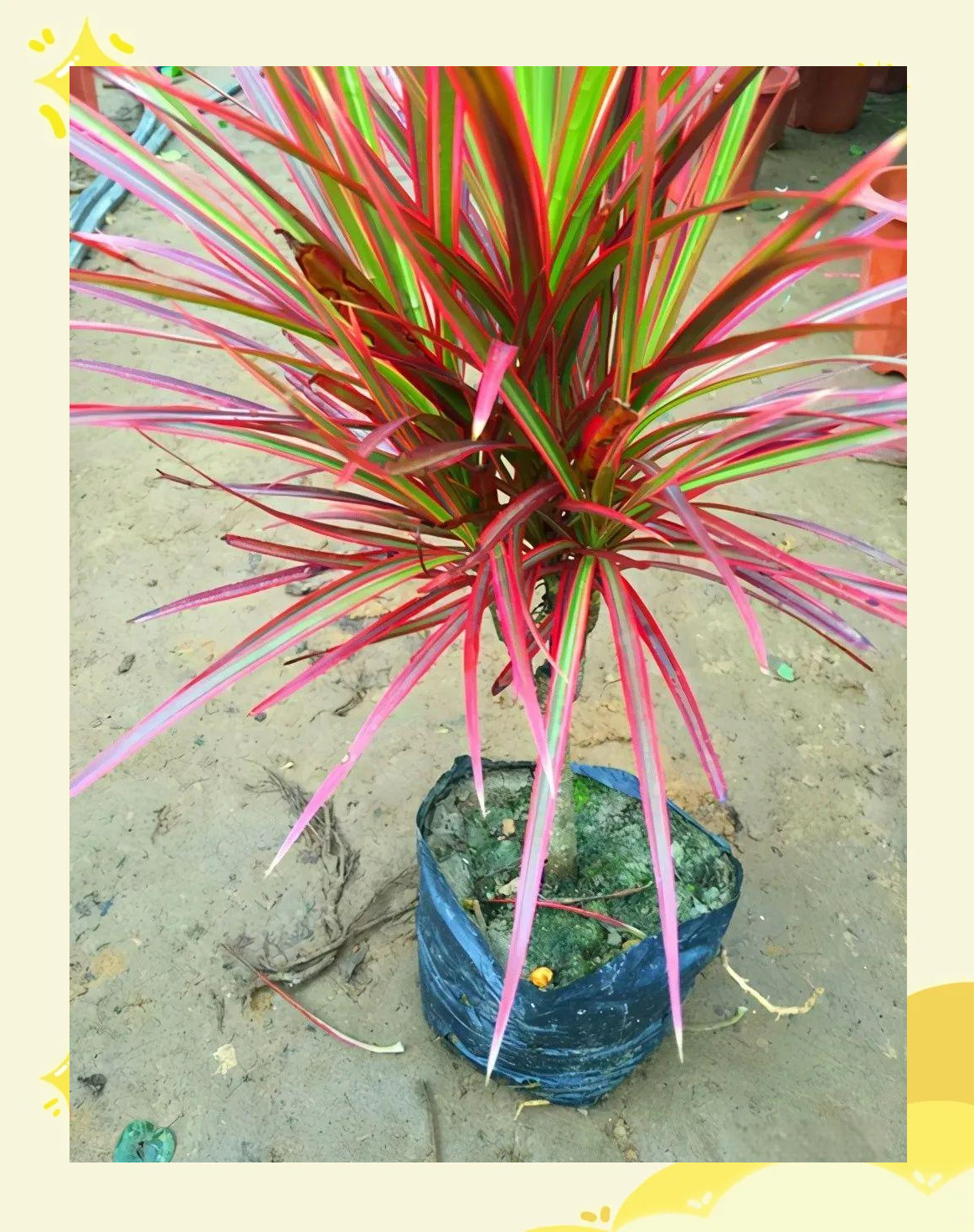 龙血兰,千年木,也门铁养护指南,让它们生机盎然