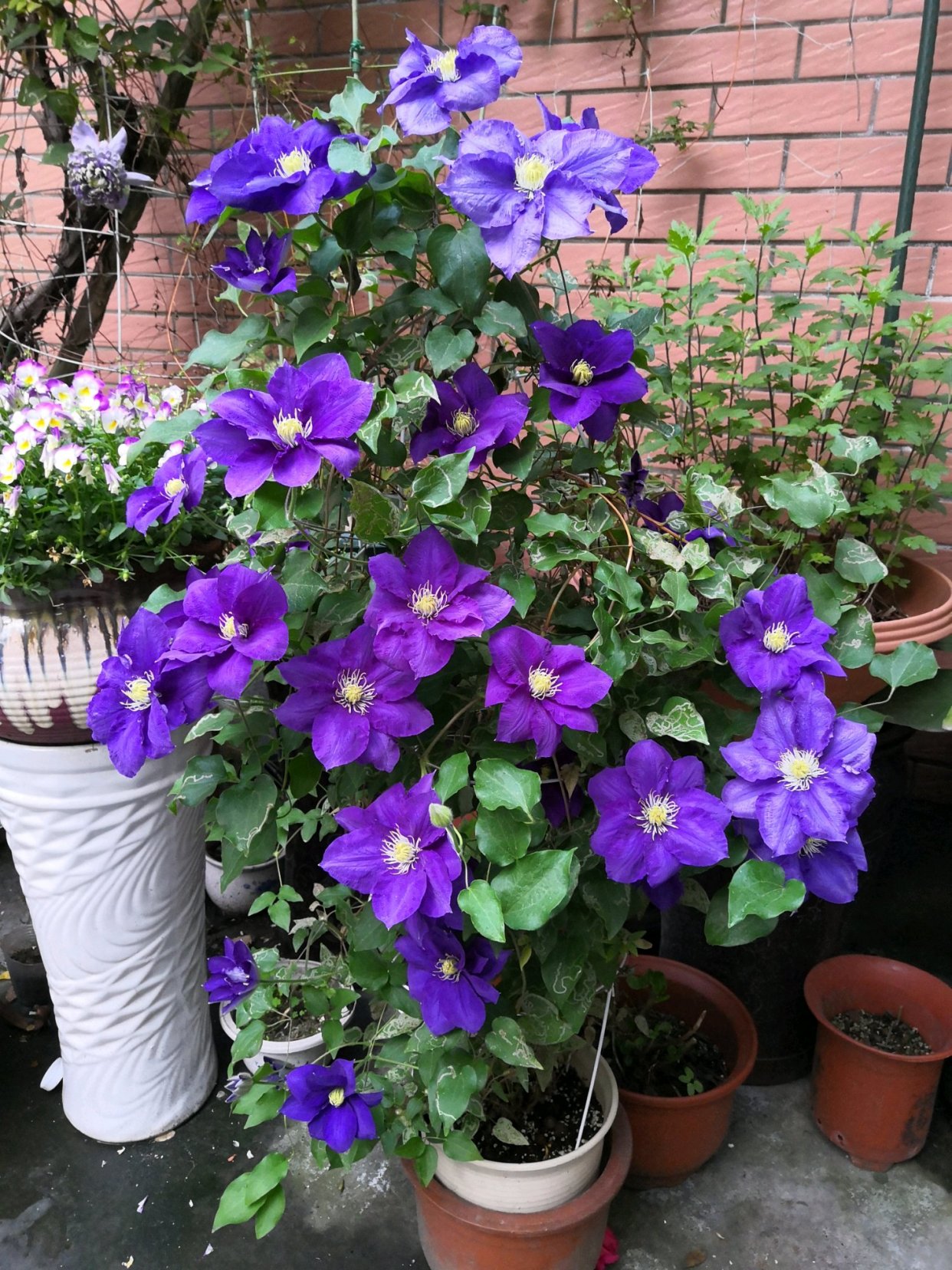 你喜欢蓝色花卉吗?养棵铁线莲翠鸟吧,梦幻蓝色,多季能赏花