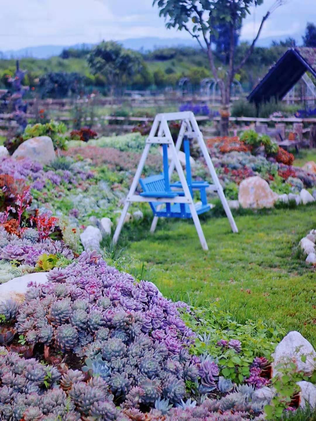 她把多肉养成了"城墙",庄园式造型惊艳了一众网友