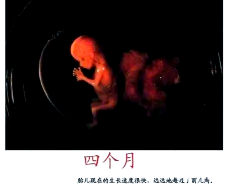 怀孕第四个月:胎儿与孕妈的共同成长变化