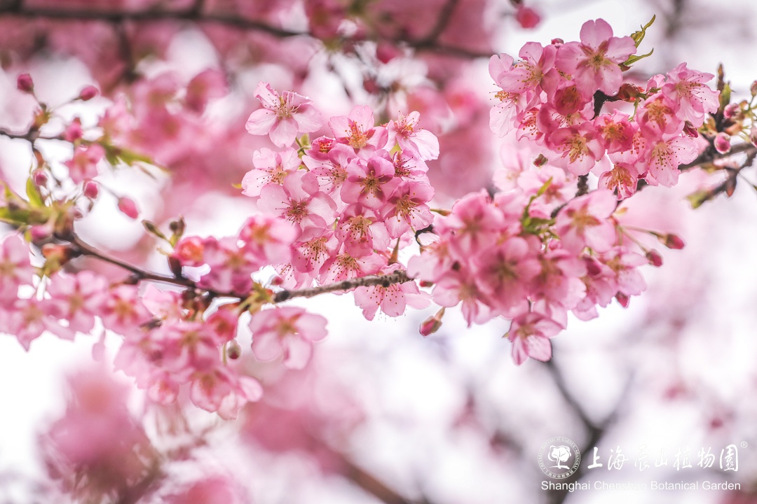 河津樱照片图片