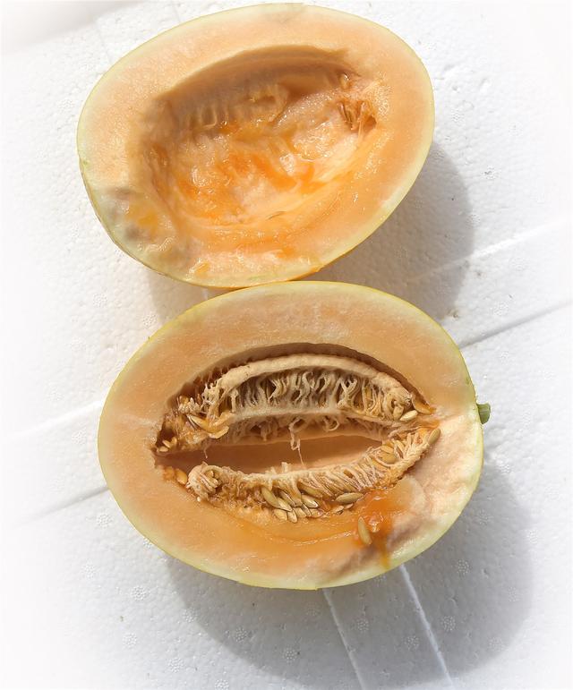 桂林 灵川县公平乡引种厚皮甜瓜尝到"甜头"