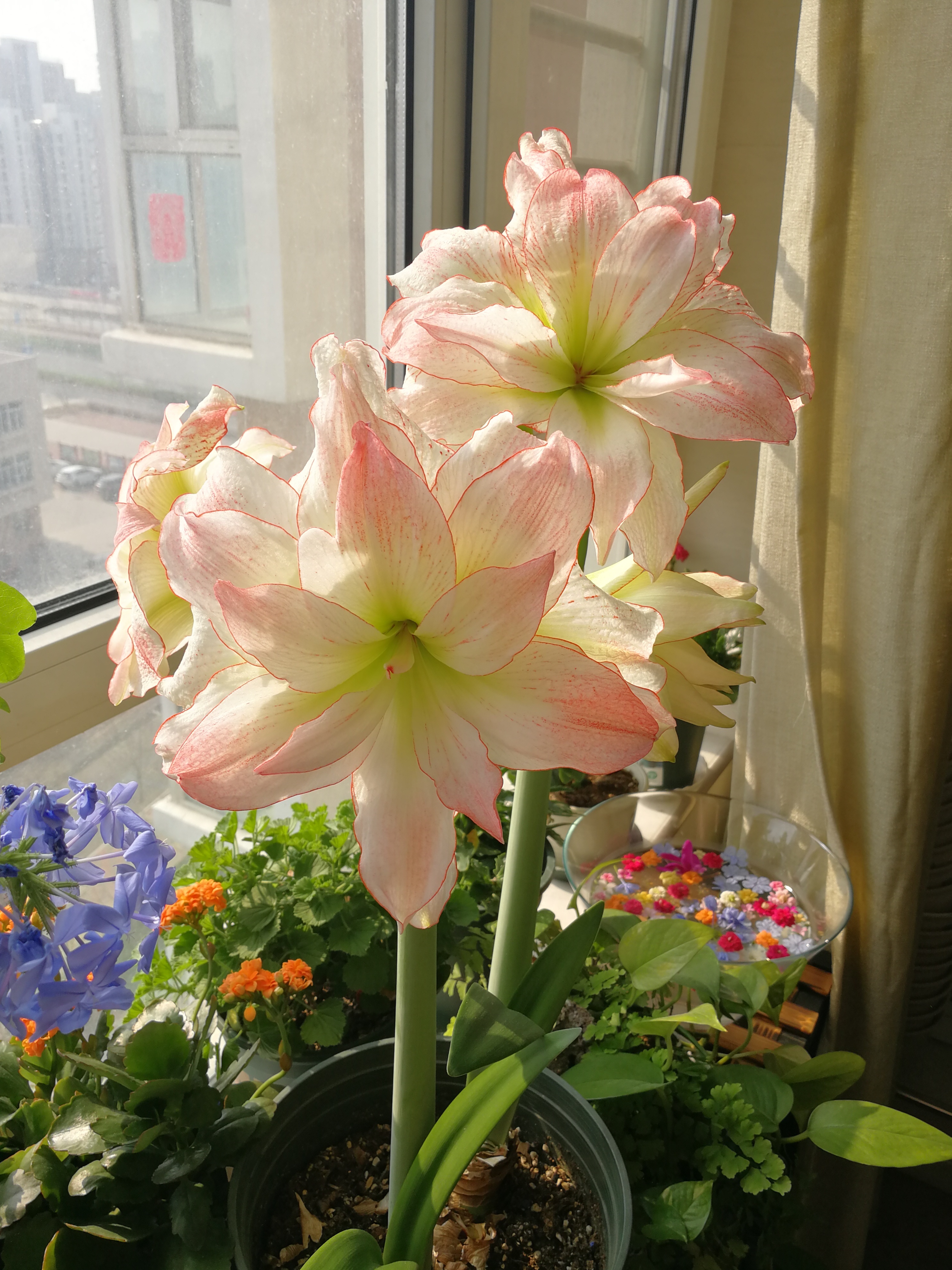 朱顶红界的"仙女"—蝴蝶,又美又仙,每年开花多次,你值得拥有