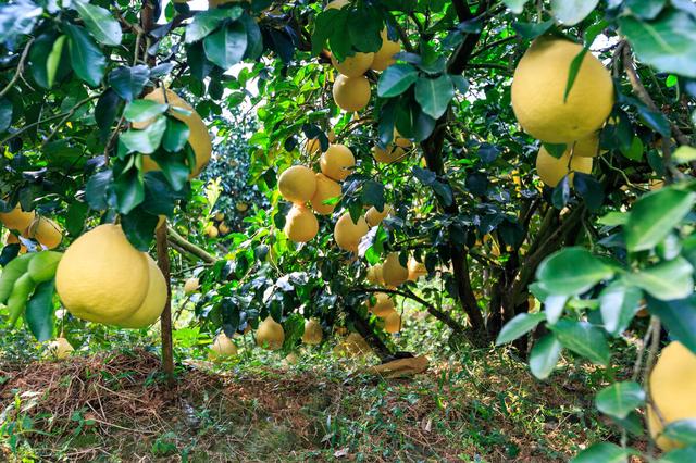 面积22万亩,产值30亿元,一棵柚树结出黄金果