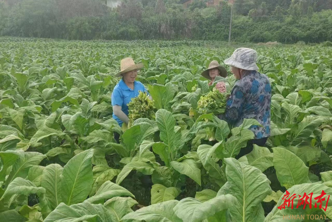 安仁县华王乡扎实走好"金叶子"致富路