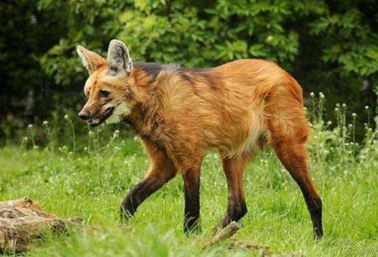 国外惊现"狼马杂交"物种,长得像狐狸,却只吃草不吃肉!