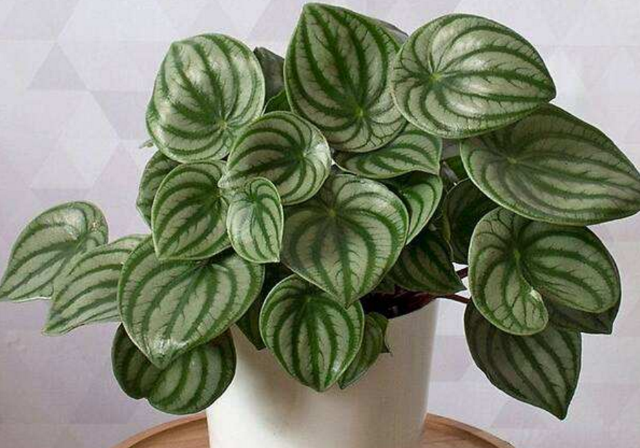 西瓜皮椒草养护做好这五点,避免叶片发黄,叶柄下垂!