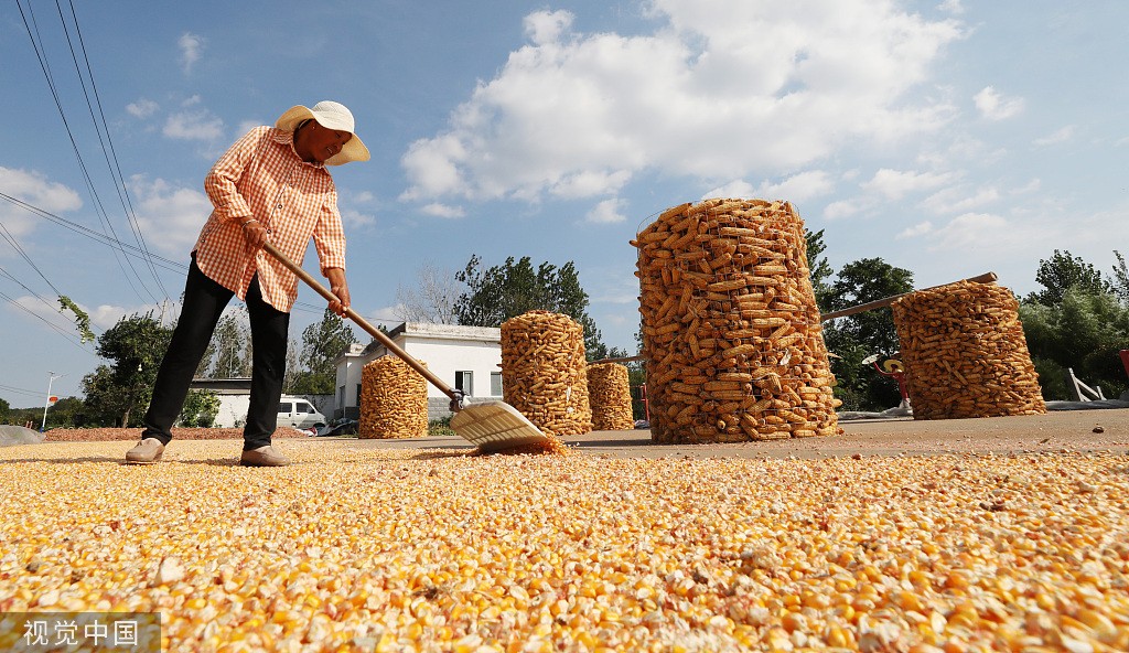 临沂:秋收时节 农民收获农作物
