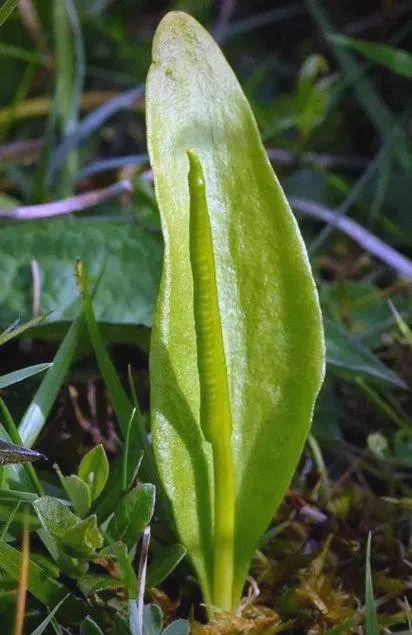 一支箭:探寻独步江湖的神秘草药与多功能工具