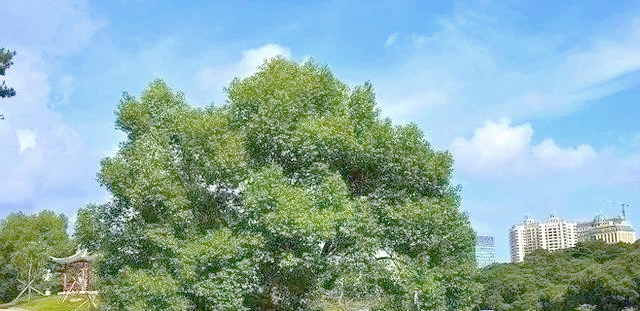 北方常绿阔叶乔木养护全攻略