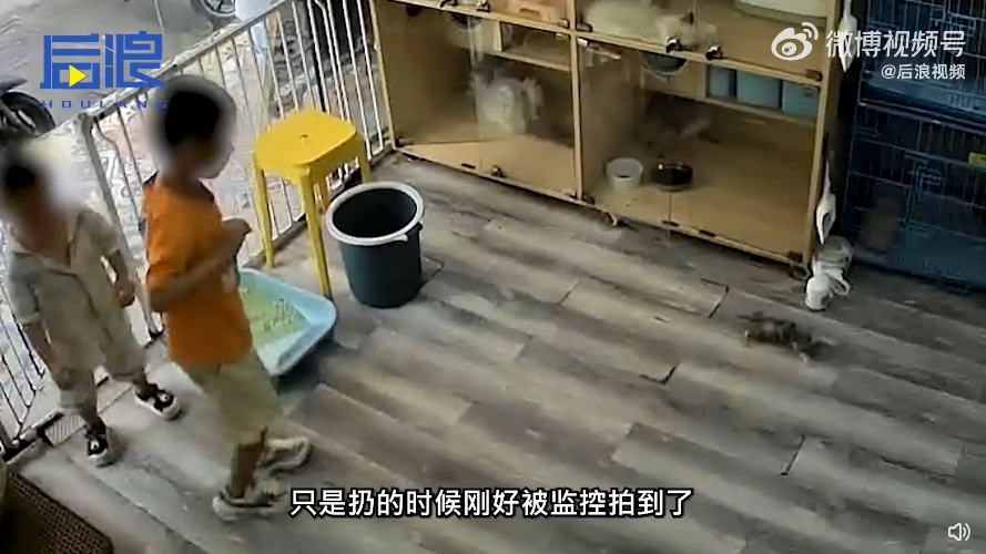 2名男孩趁没人私闯宠物店暴力摔猫,抓起来反复摔,店主回应:是隔壁邻居