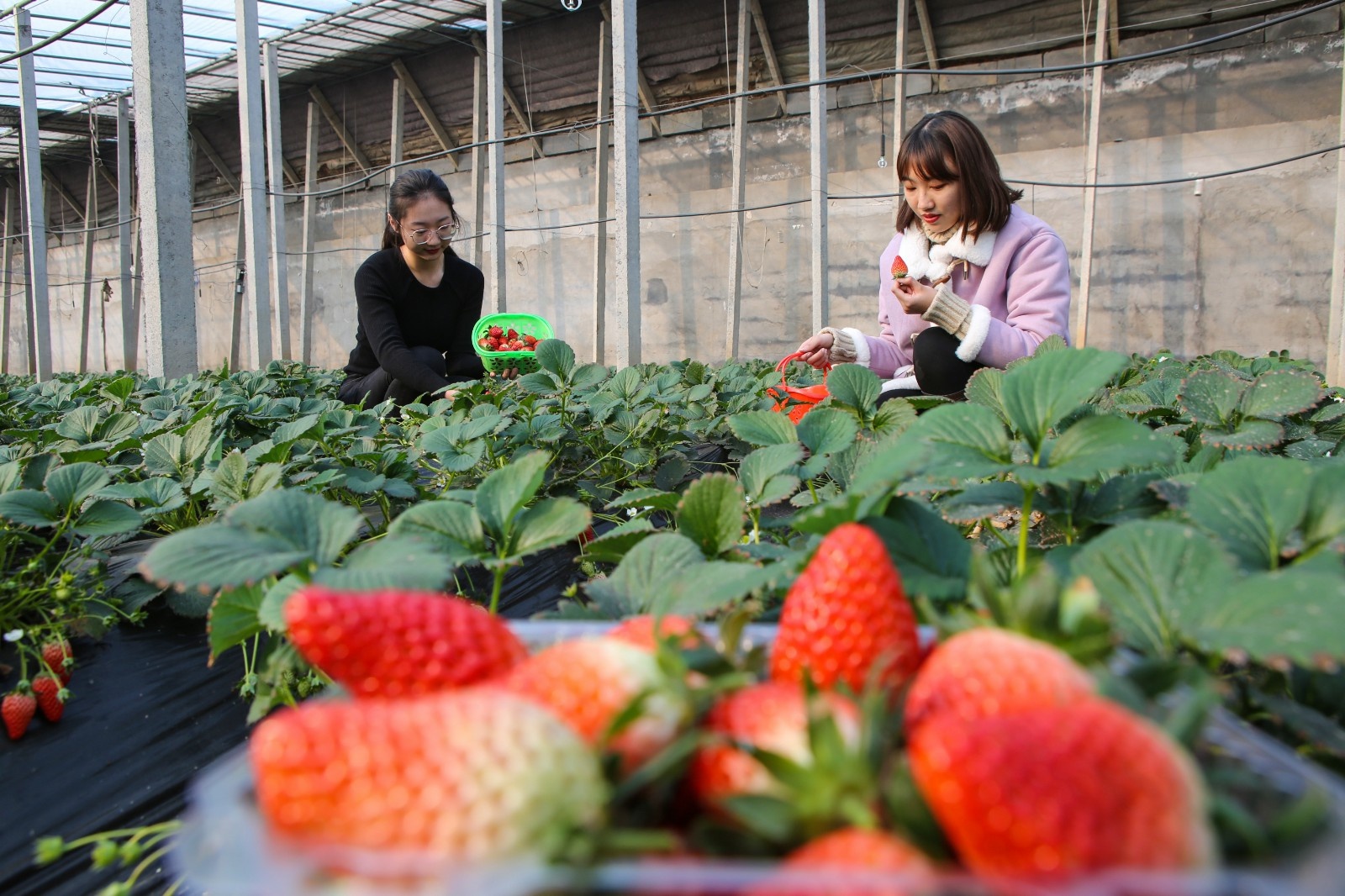 大棚草莓,助农增收