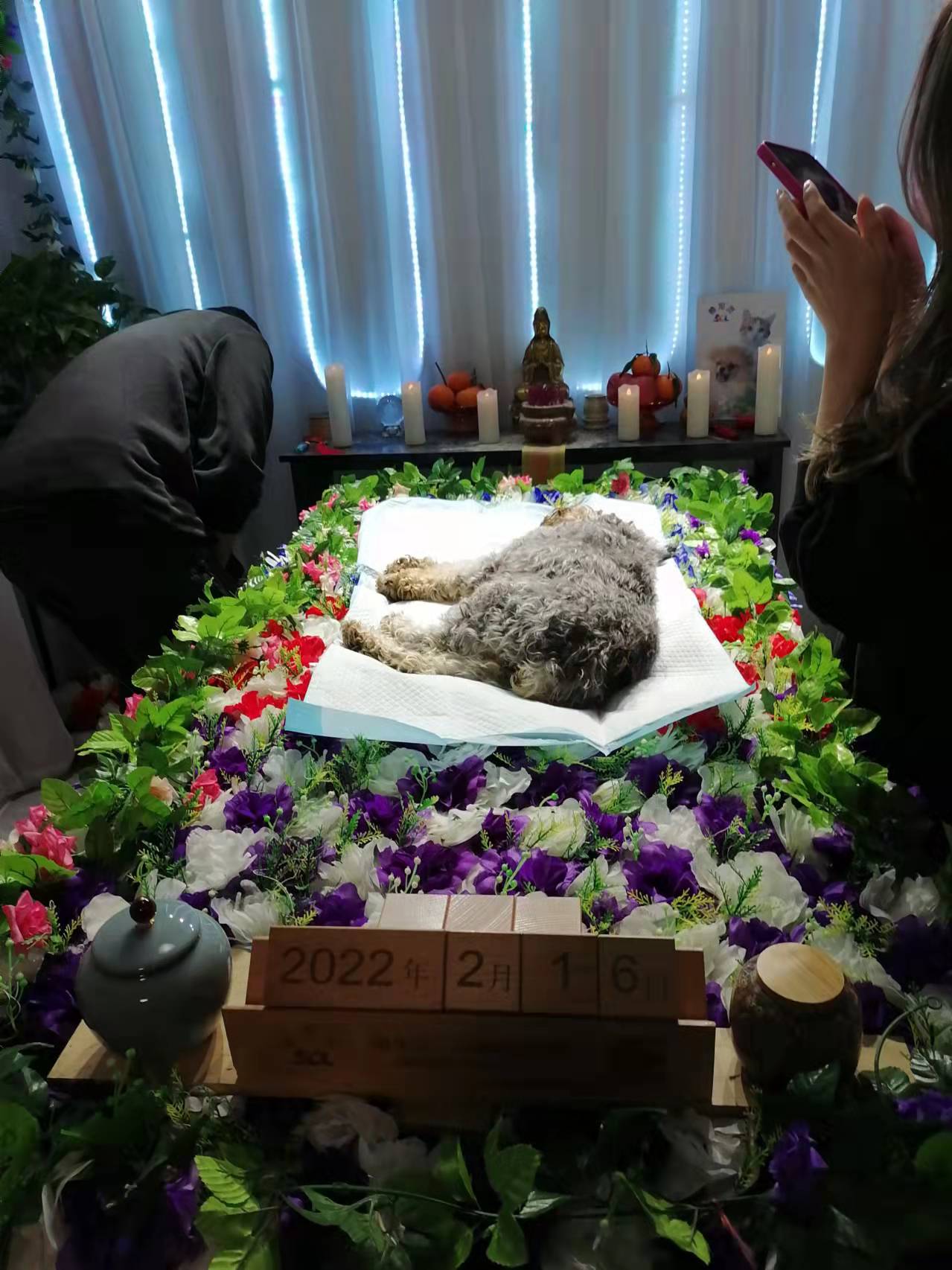 广州宠物火化的收费标准一般是多少