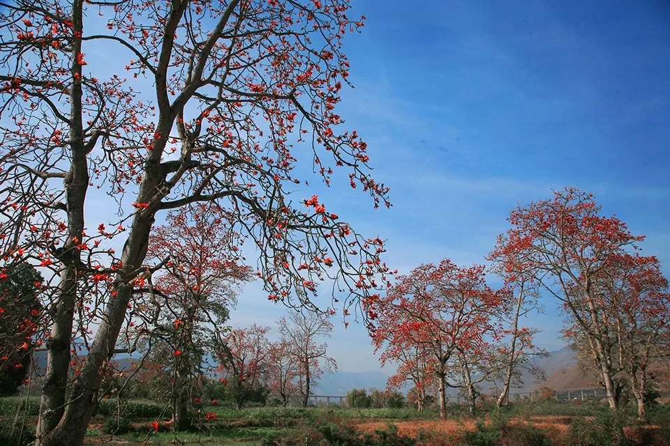 潞江坝木棉花图片