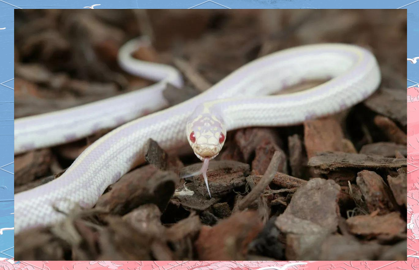 白蛇:罕见且被赋予灵性的神秘动物