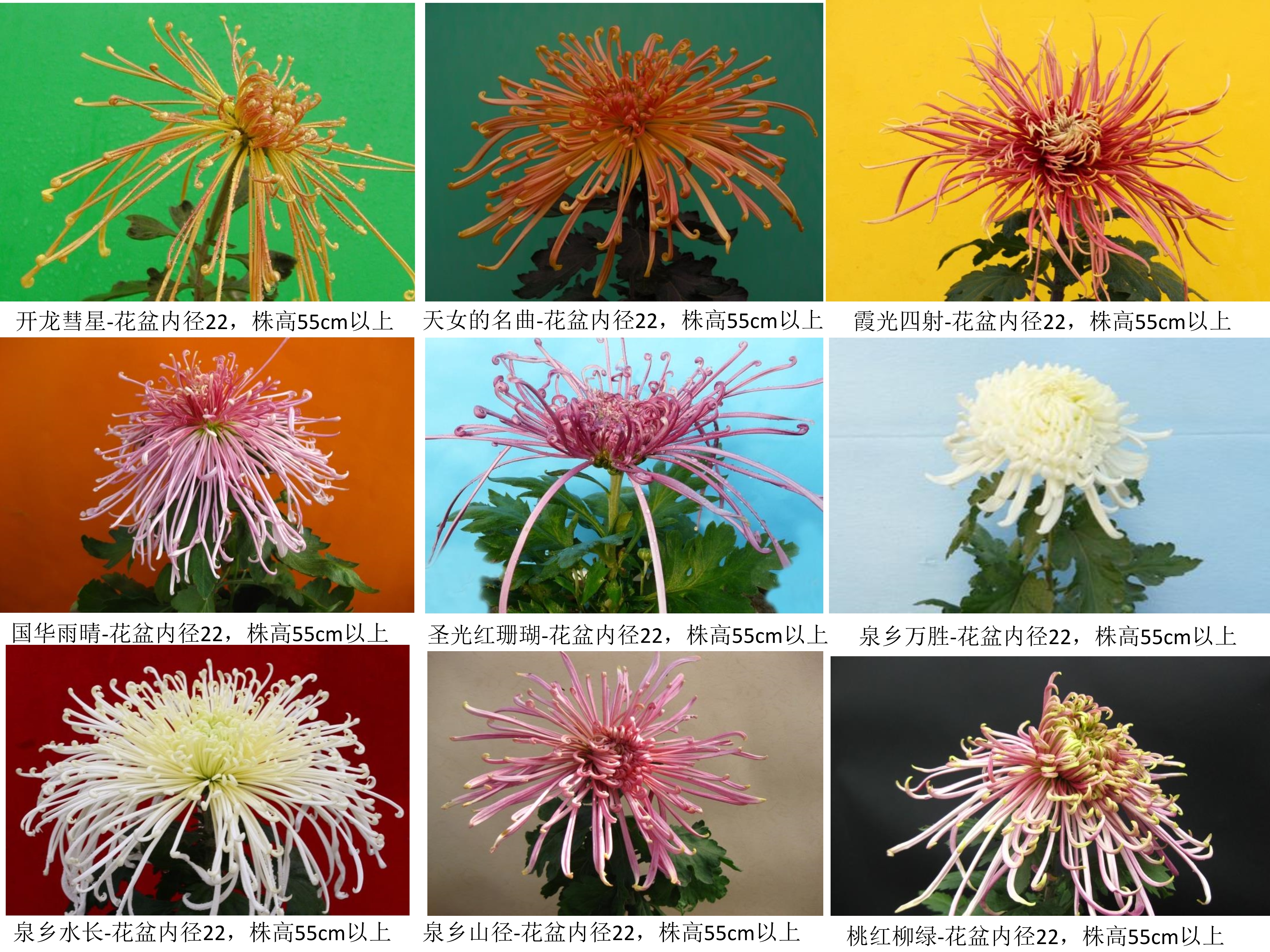 菊花品种大全名字图片