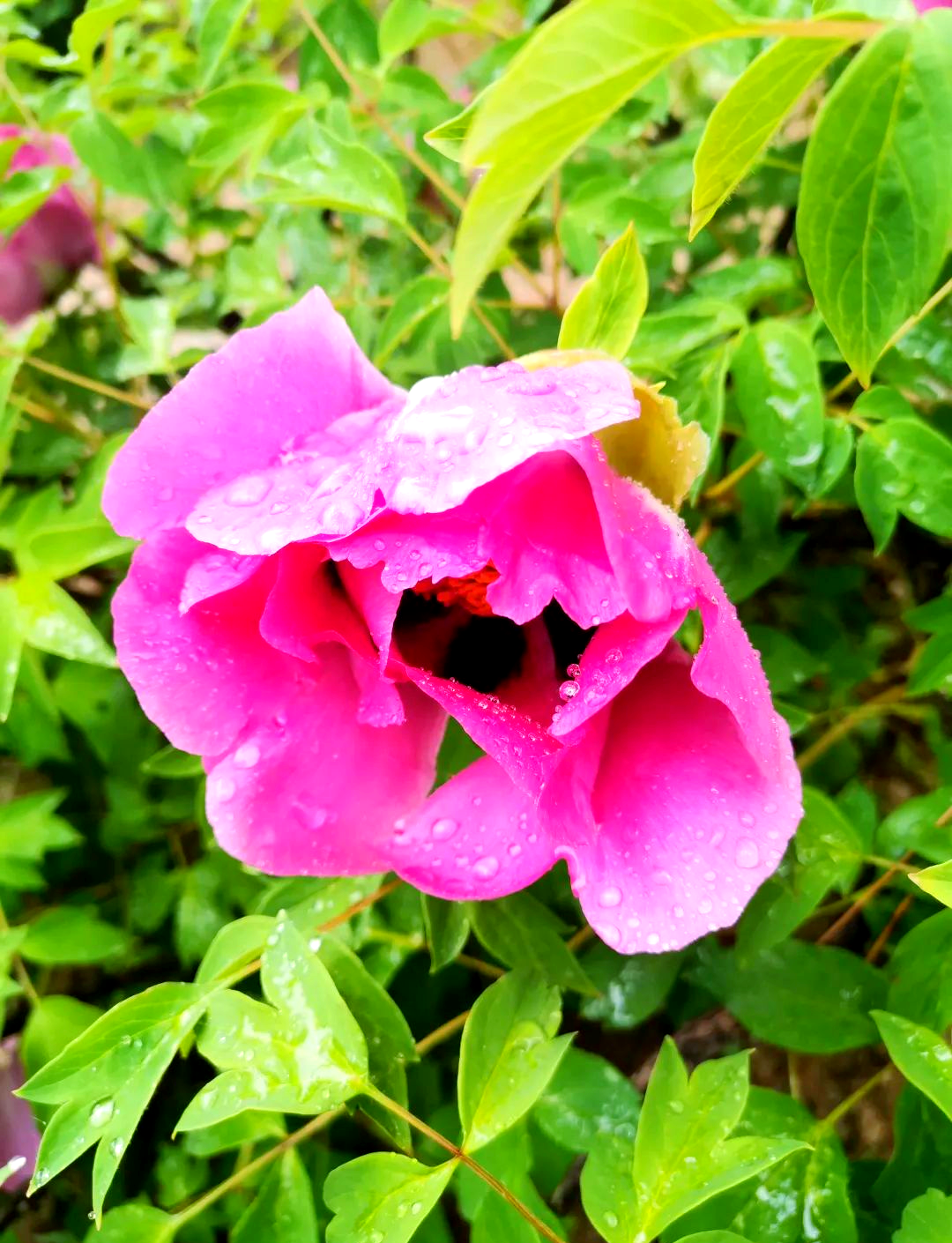 雨后牡丹的盛景与感悟
