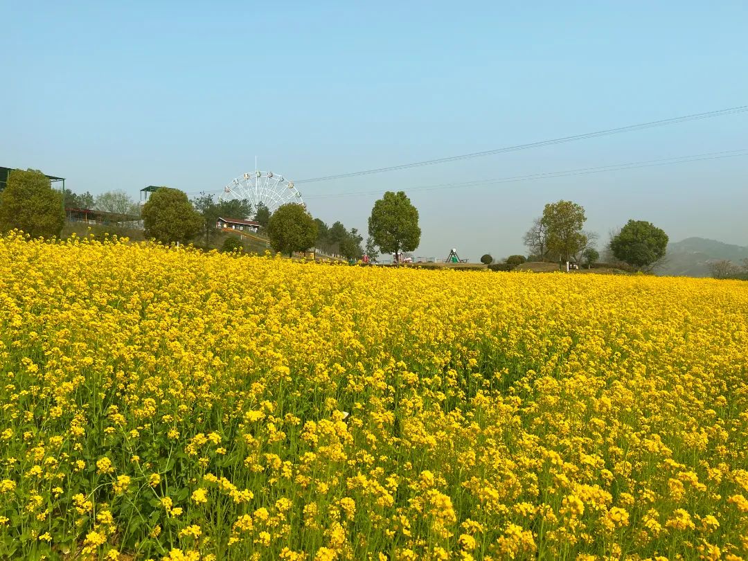 春游黄陂这些线路够花了