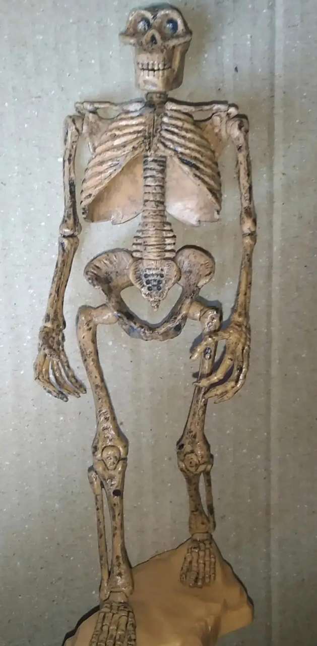 这是一个南方古猿的骨骼模型,从这可以看出,除了脑袋和肋骨之外,其余