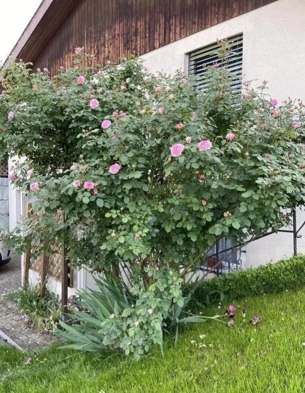 詹姆斯·高威(james galway)